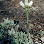 Antennaria parvifolia Flower
