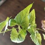 Senecio deltoideus Hoja