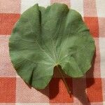 Cercis siliquastrumПлод