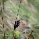 Schoenus nigricans Frucht
