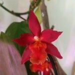 Cattleya brevipedunculata Çiçek
