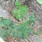 Albizia brevifolia Feuille