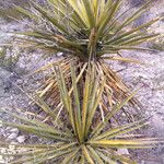 Yucca elata Vekstform