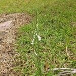 Spiranthes vernalis Flower