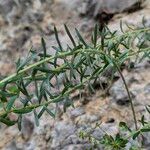 Euphorbia seguieriana Leaf