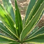 Furcraea selloana Folha