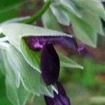 Salvia discolor Květ