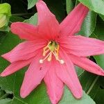 Passiflora manicata Flor