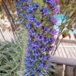 Echium candicansFlower