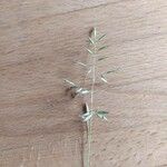 Eragrostis barrelieri Flor