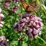 Origanum vulgareBlomst