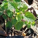 Salvia verticillata Feuille