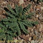 Sonchus pustulatus Hábito
