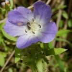 Nemophila phacelioides Цвят