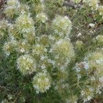 Thymus munbyanus Blüte