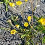 Crepis tectorum Blomma