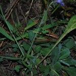 Scabiosa cinerea 葉
