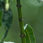 Clerodendrum indicum Casca