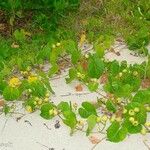 Ipomoea murucoides Hábito