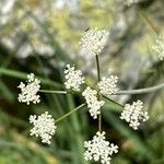 Pimpinella saxifraga Flower