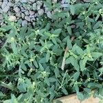 Sida spinosa Φύλλο
