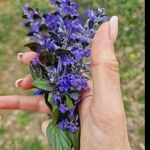 Ajuga genevensisЦветок