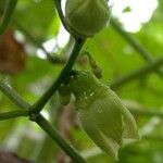 Cayaponia racemosa Fruit