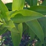 Lilium henryi Hoja