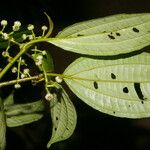 Miconia rubescens 葉