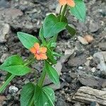 Lysimachia arvensis Blomma