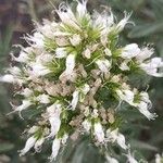 Echium brevirame Cvijet