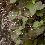 Heuchera rubescens Habit