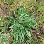 Anchusa officinalis Характер