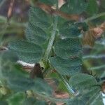 Vicia hybrida Blad