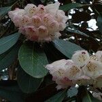 Rhododendron arizelum Flower