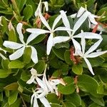 Trachelospermum jasminoidesBlomst