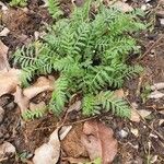 Tanacetum vulgareFroito