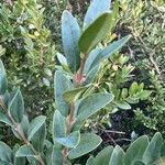 Buxus balearica Yaprak