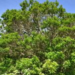 Symplocos costaricana Habit