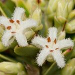 Styphelia longistylis Fleur