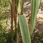 Arundo donax 葉