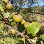 Pyrus cordata Плод