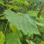 Girardinia diversifolia Blatt