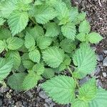 Lantana viburnoides Blad