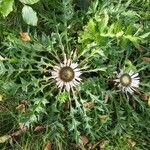 Carlina acaulis Blodyn