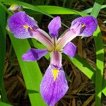 Iris virginica Flor