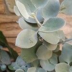 Kalanchoe hildebrandtii Folha