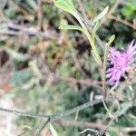 Centaurea tenorei 葉