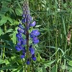 Lupinus perennis Blomma