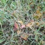Cuscuta approximata Other